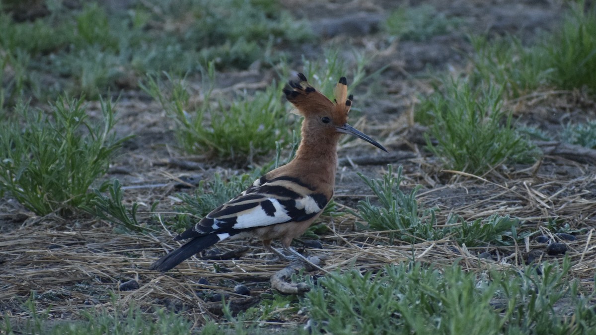 Eurasian Hoopoe (African) - ML610359052