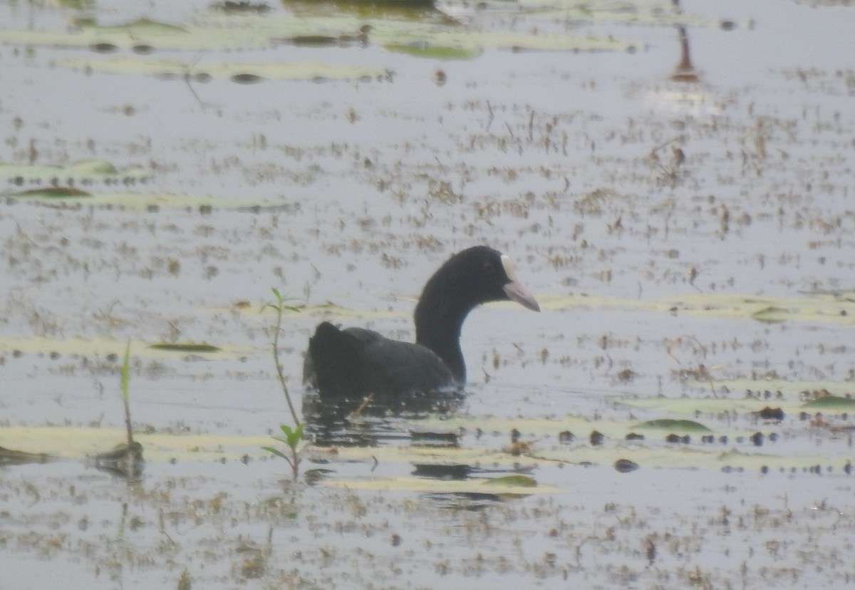 Eurasian Coot - ML610359060