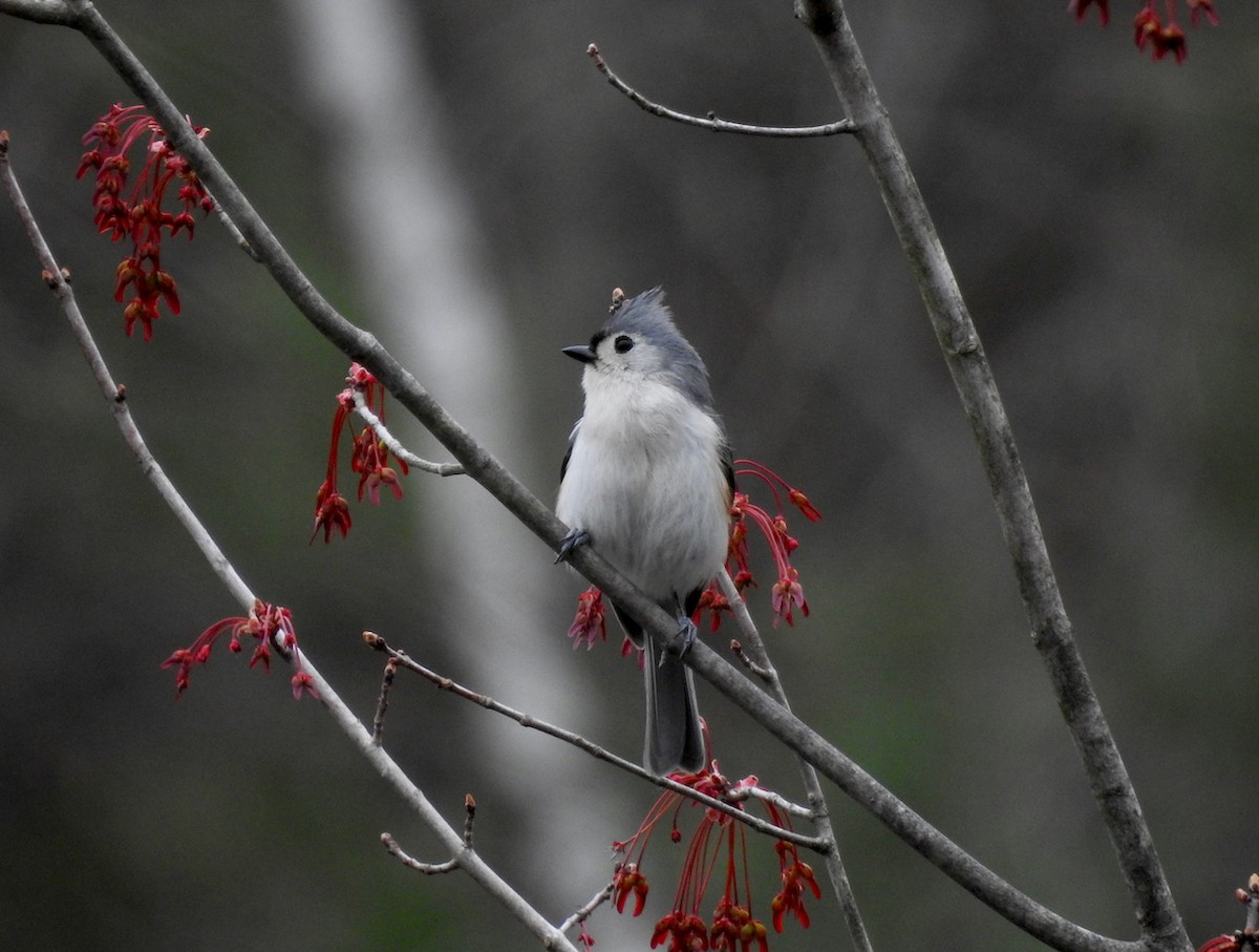 Tufted Titmouse - ML610359063