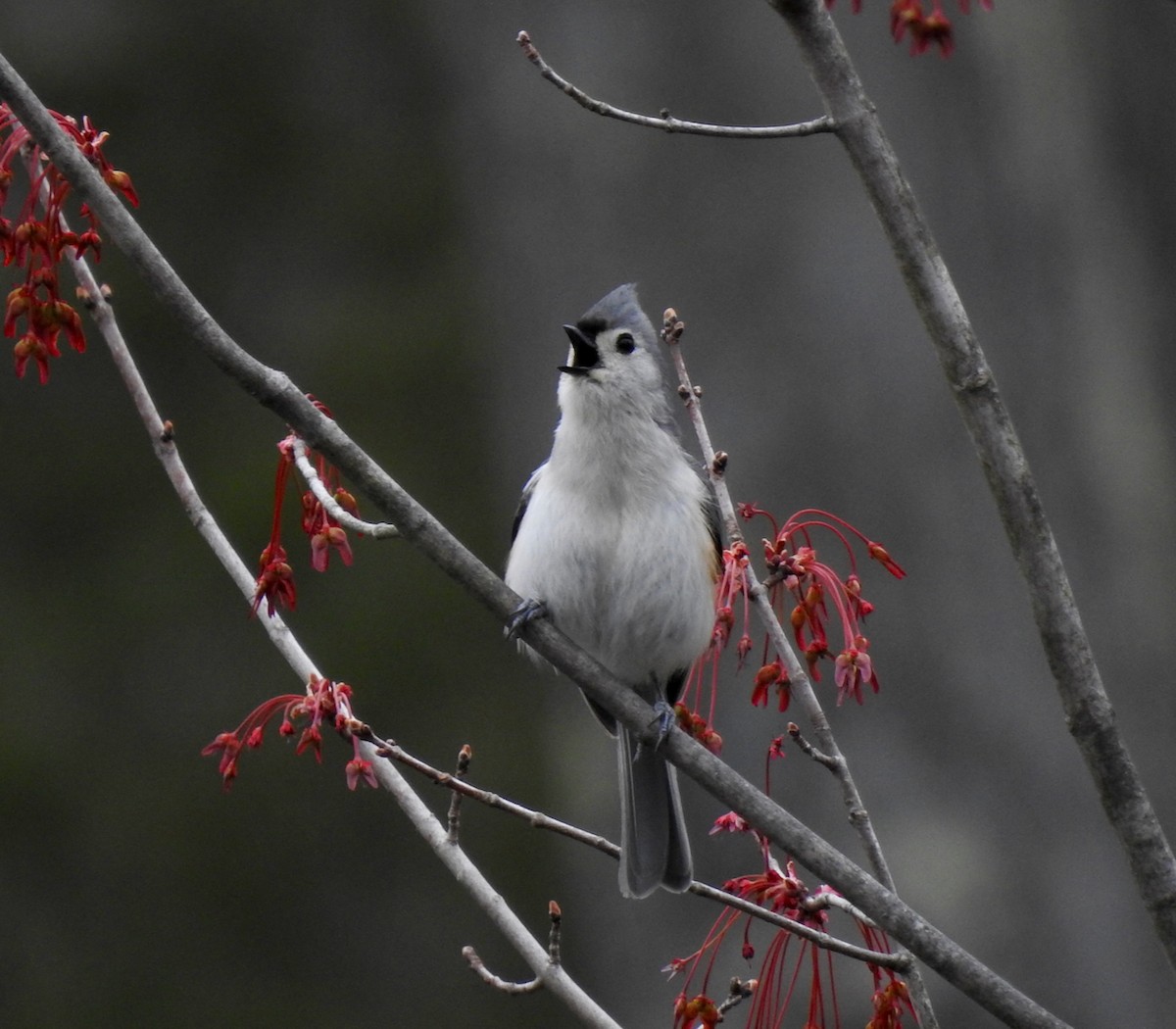 Tufted Titmouse - ML610359064