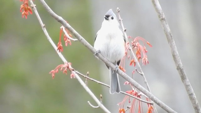 Mésange bicolore - ML610359066