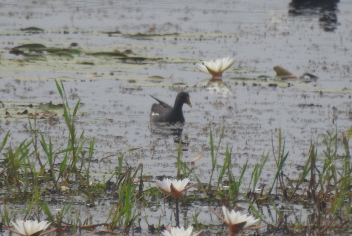 Gallinule poule-d'eau - ML610359092