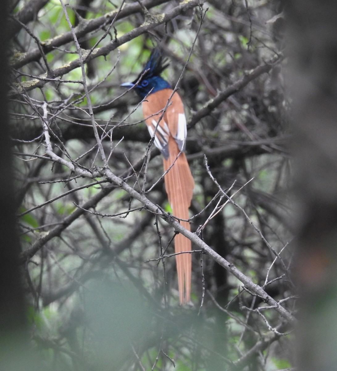 Indian Paradise-Flycatcher - ML610359094