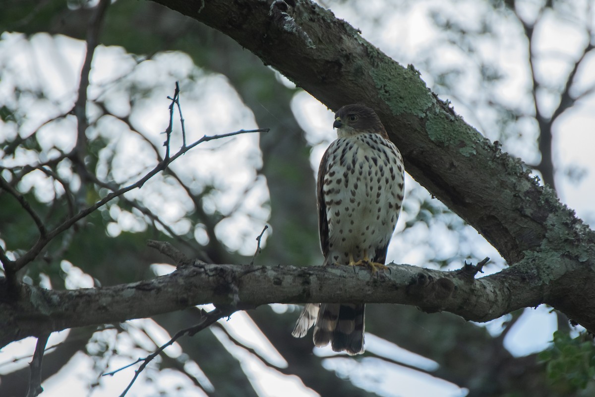 Little Sparrowhawk - ML610359095