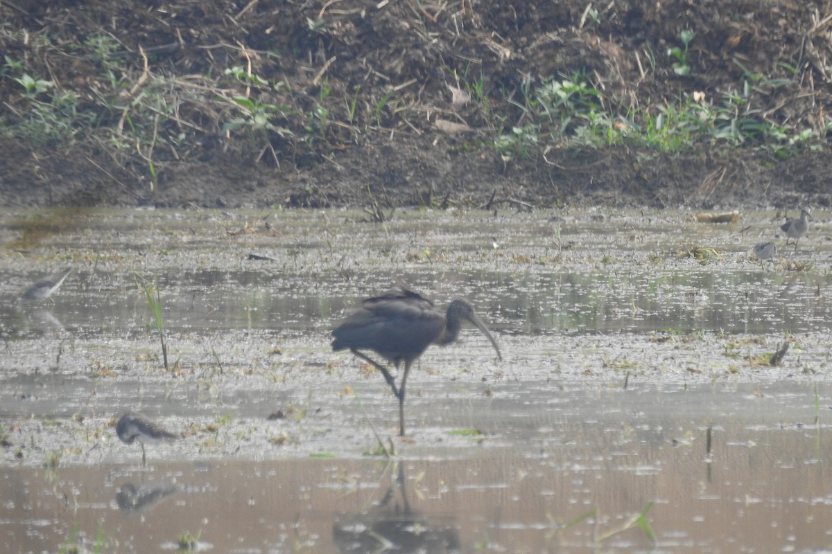 Glossy Ibis - ML610359097