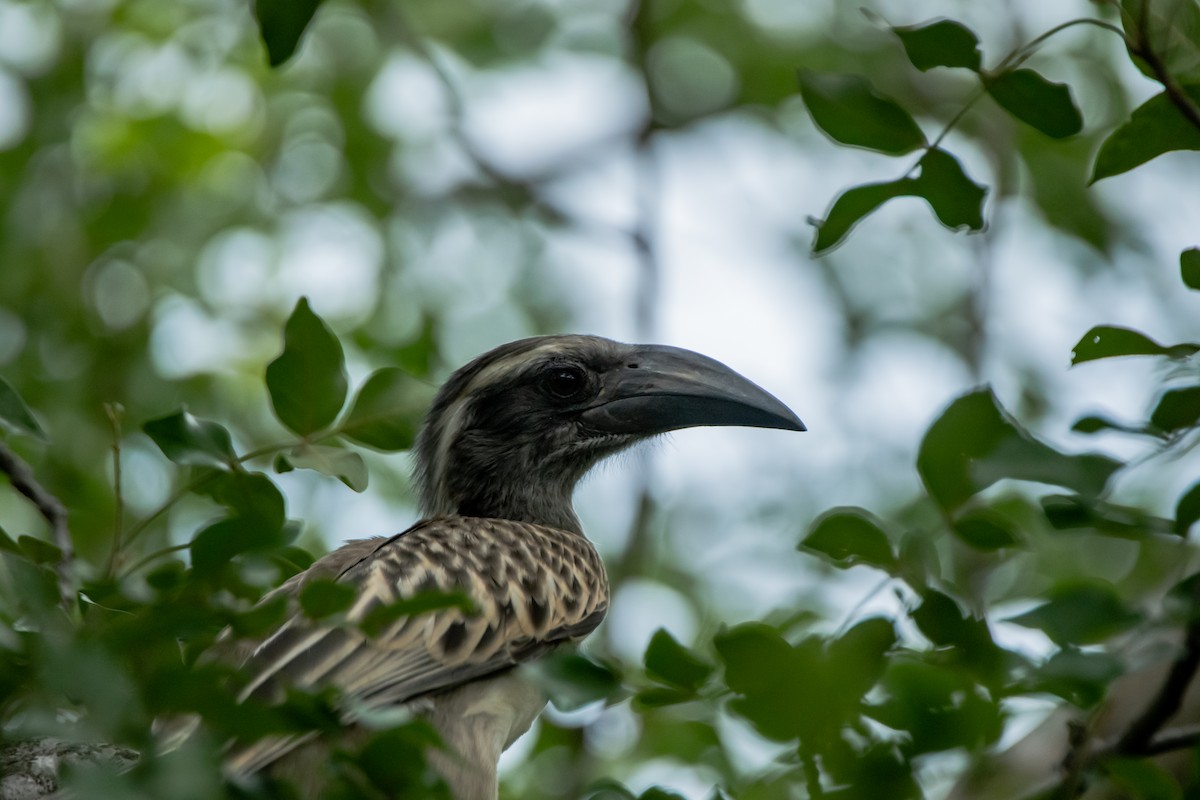 African Gray Hornbill - ML610359108