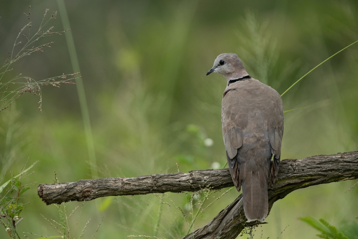 Ring-necked Dove - ML610359177