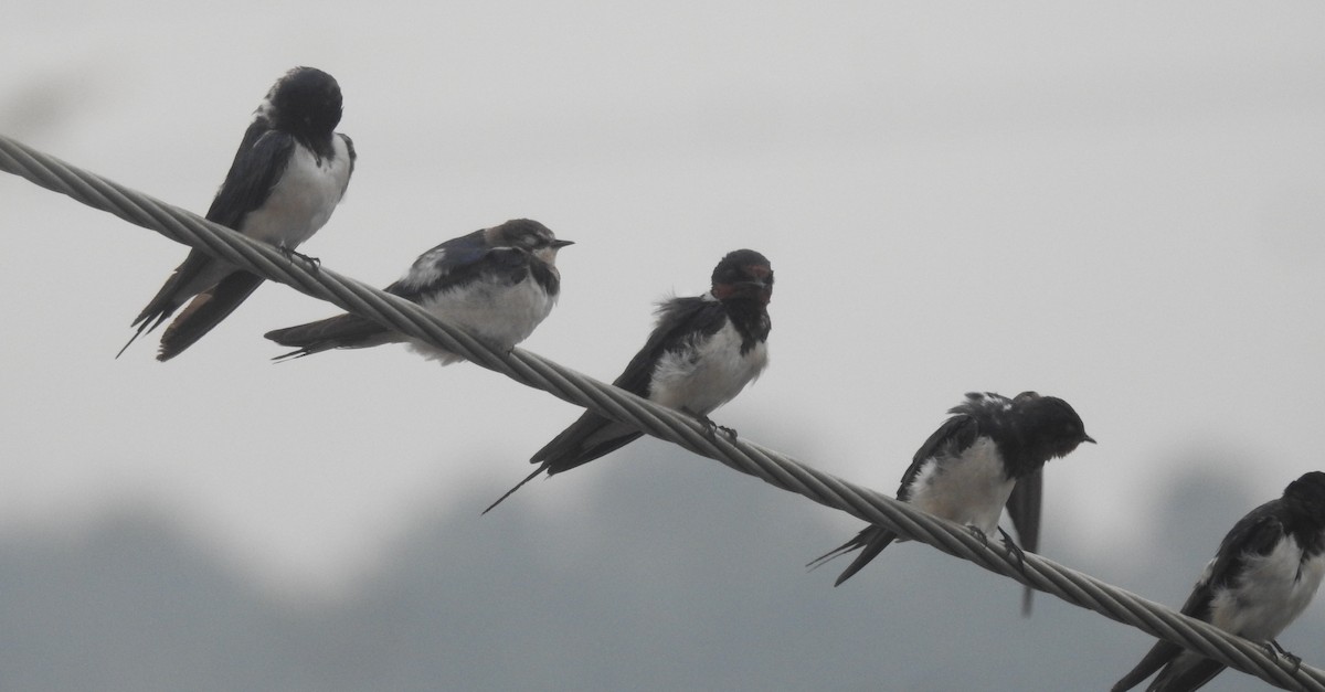 Barn Swallow - ML610359211