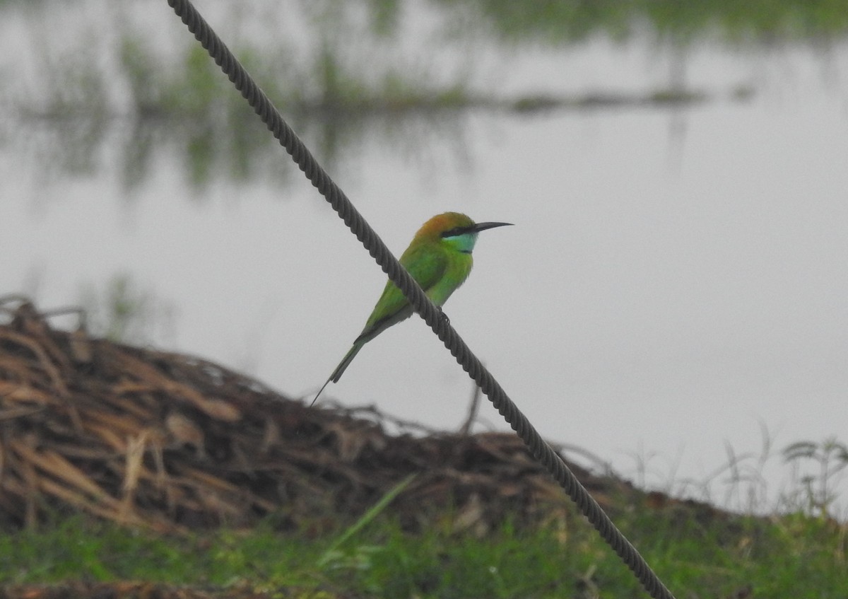 Asian Green Bee-eater - Manoj Karingamadathil