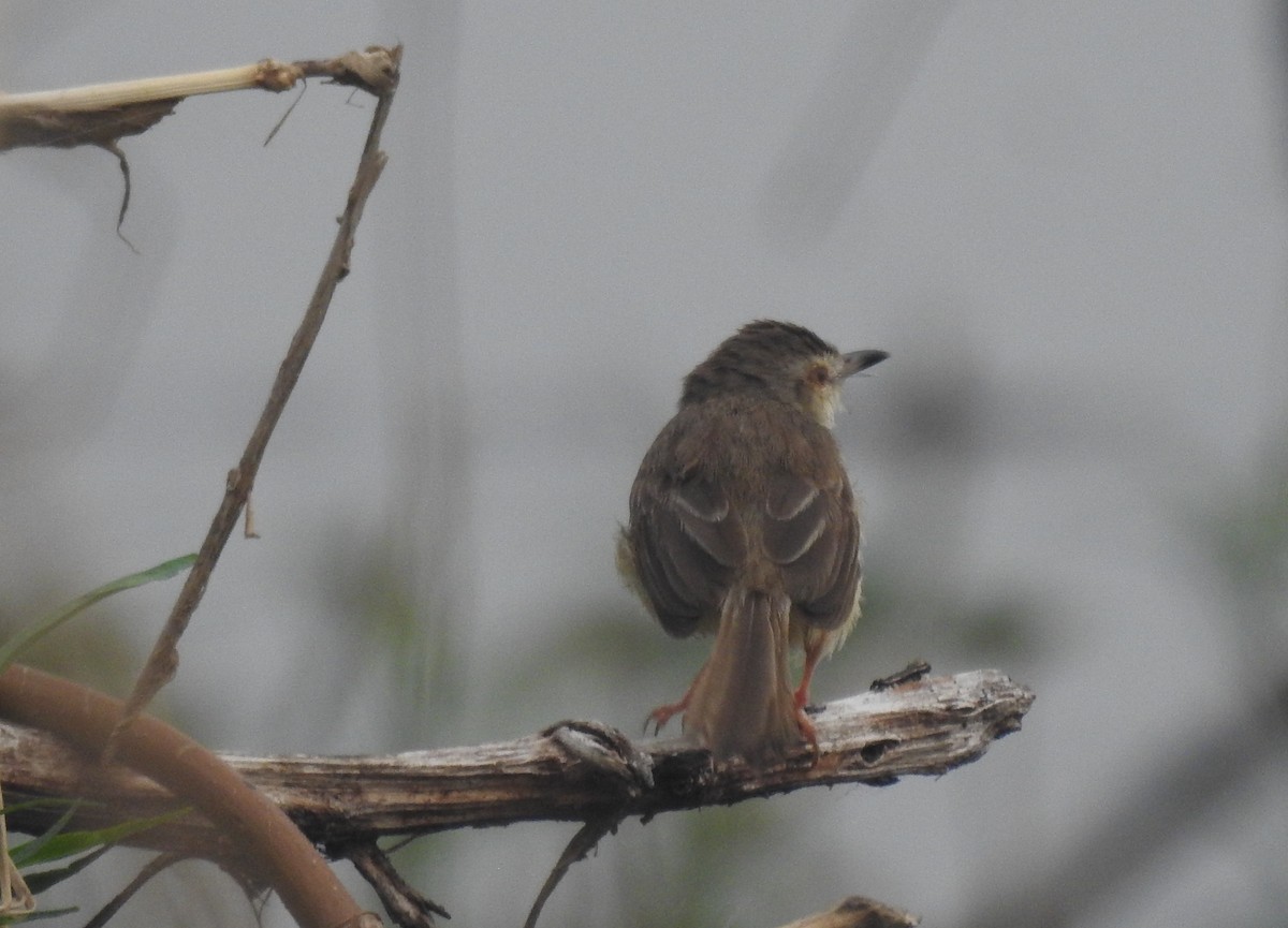 Prinia Sencilla - ML610359238