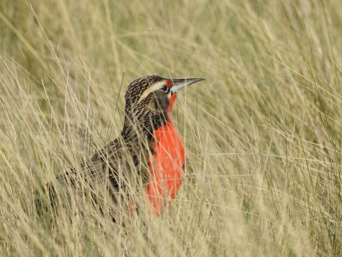 Pampas Meadowlark - inés otero