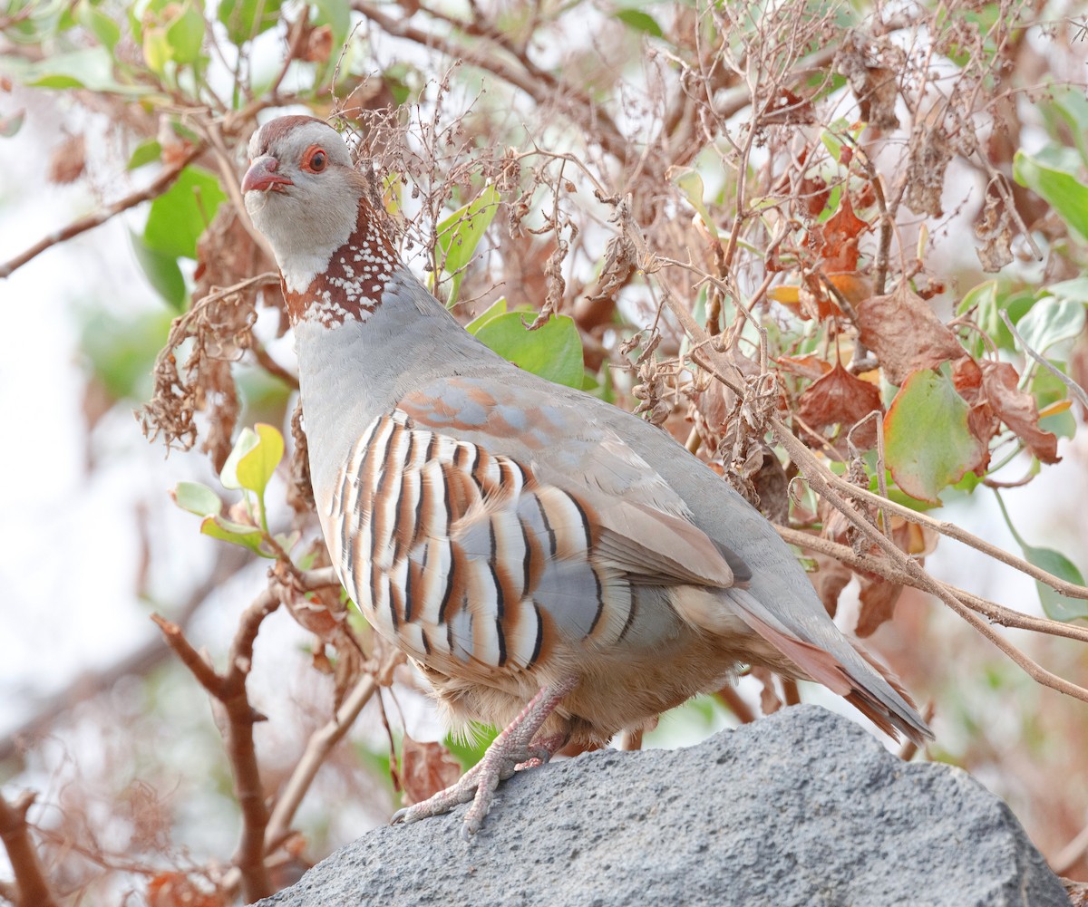 Barbary Partridge - ML610359339