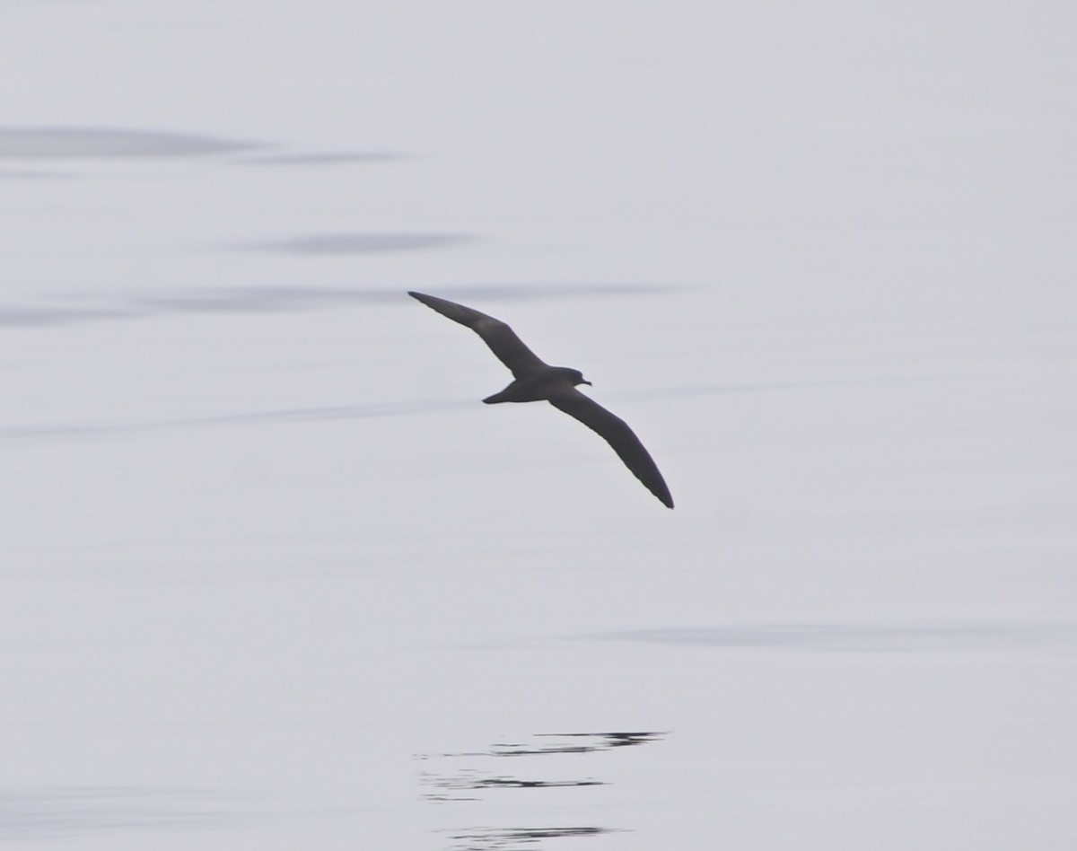 Wedge-tailed Shearwater - ML610359380