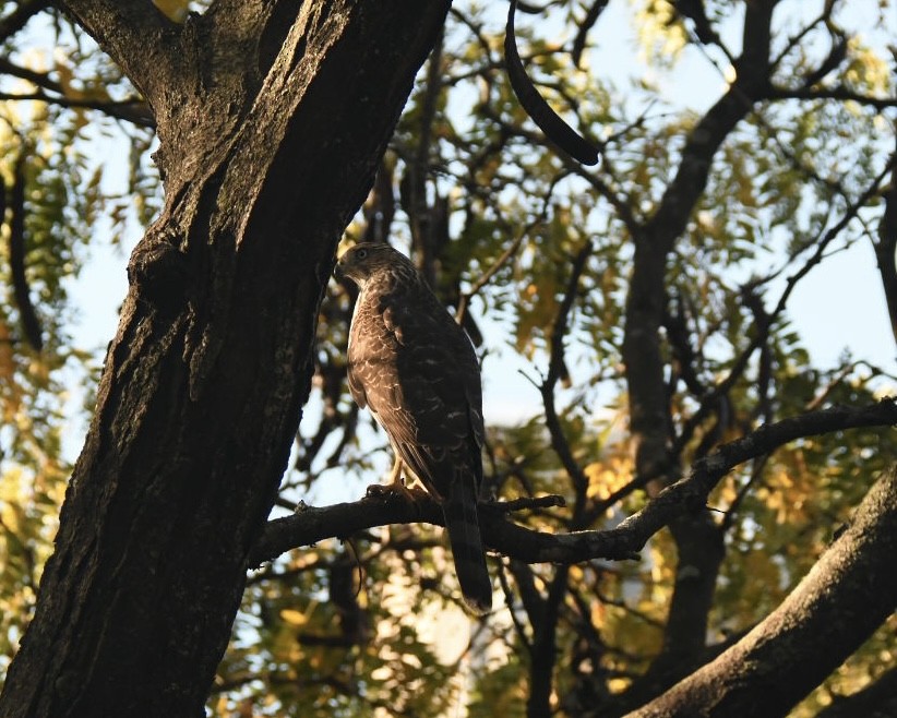 Accipitridae sp. (hawk sp.) - ML610359409