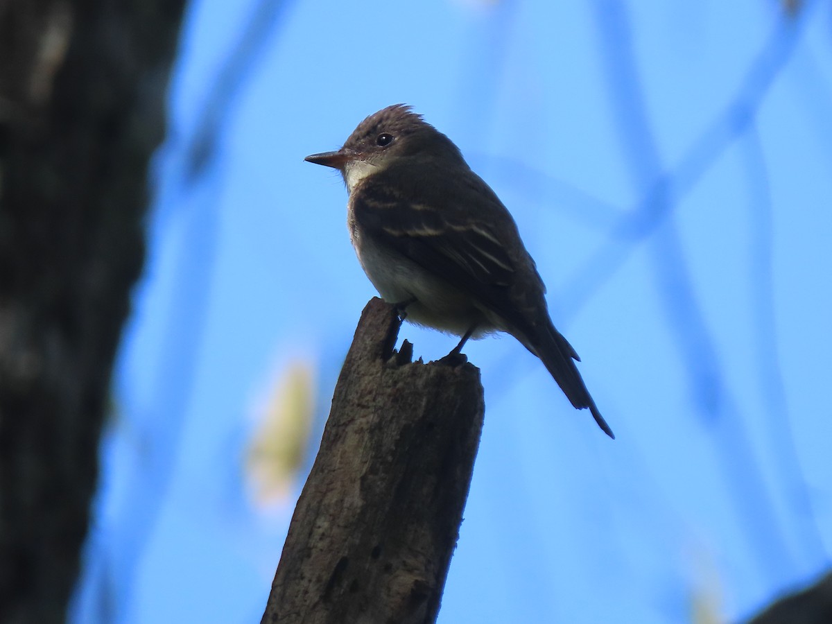 Eastern Wood-Pewee - ML610359473