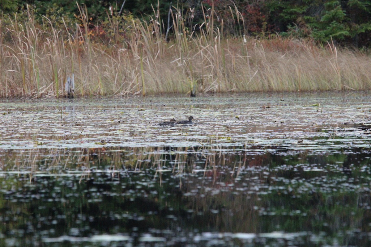 Hooded Merganser - ML610359479