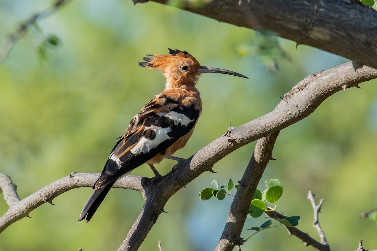 Eurasian Hoopoe (African) - ML610359481