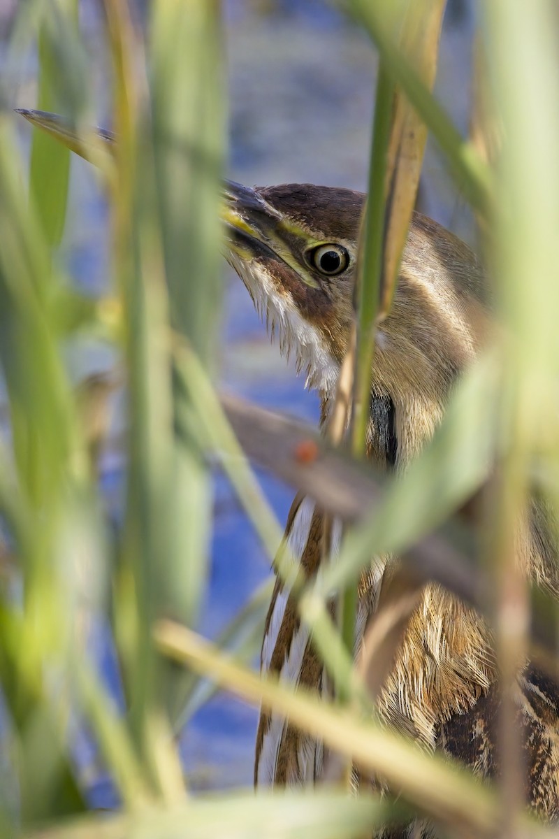 American Bittern - Pawel Starski