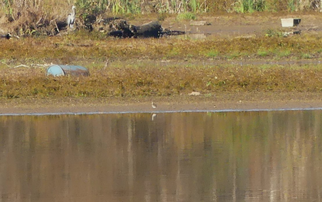 American Golden-Plover - ML610359540