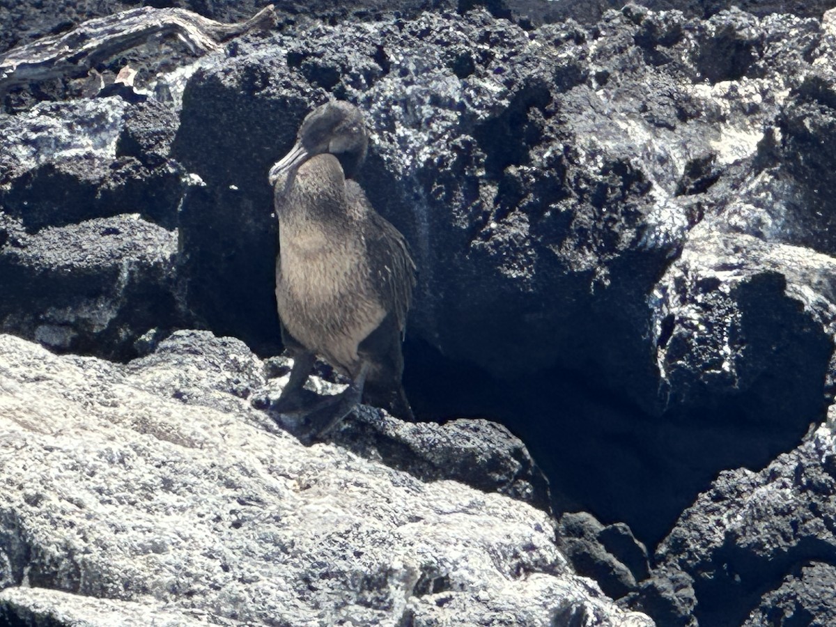 Flightless Cormorant - ML610359548