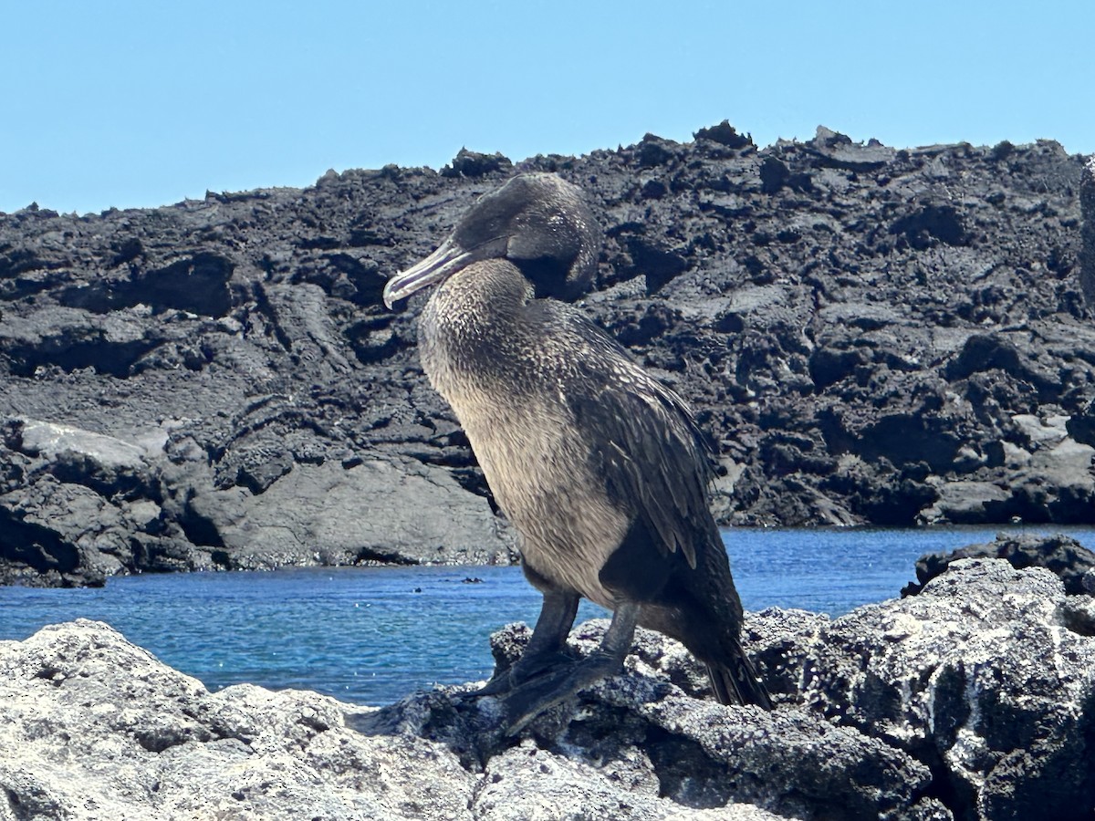 Flightless Cormorant - ML610359549