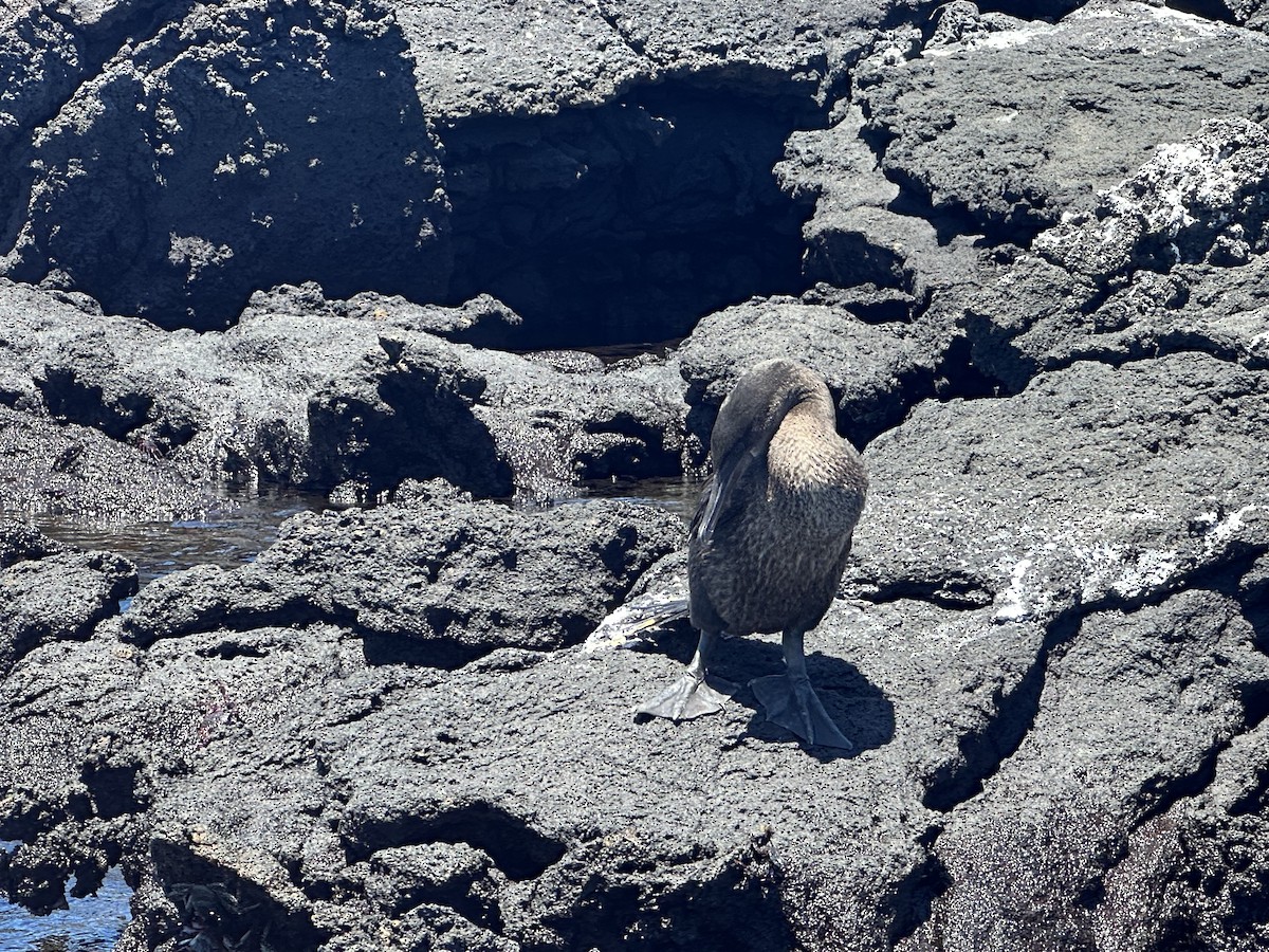 Flightless Cormorant - ML610359550