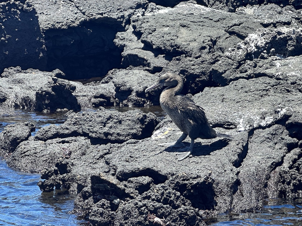 Flightless Cormorant - ML610359551