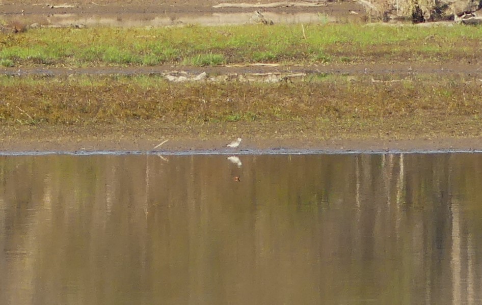 American Golden-Plover - ML610359580