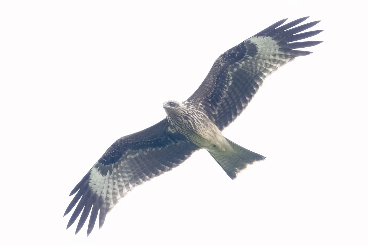 Black Kite (Black-eared) - ML610359598