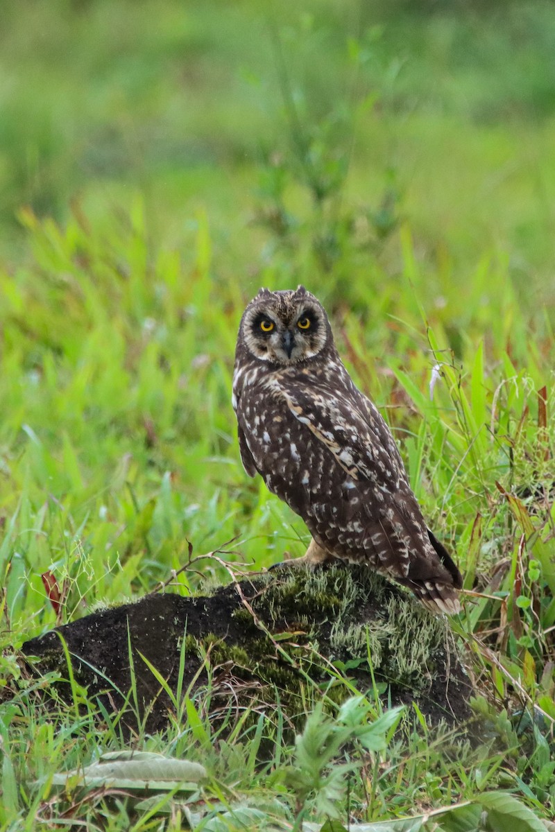 Short-eared Owl - ML610359688