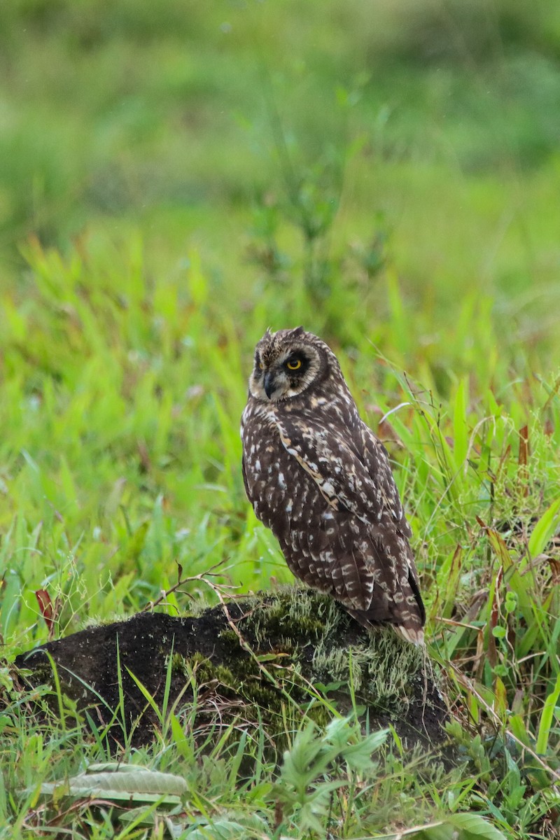 Short-eared Owl - ML610359689