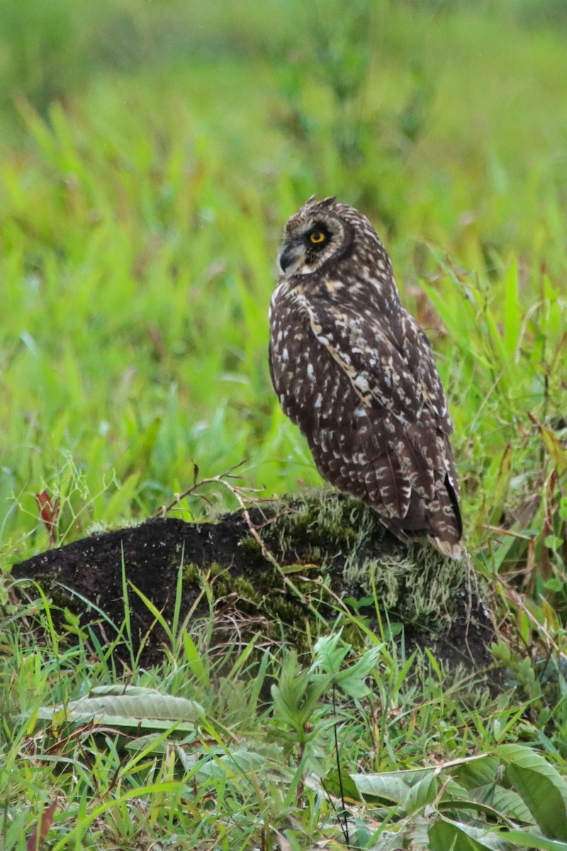 Short-eared Owl - ML610359690