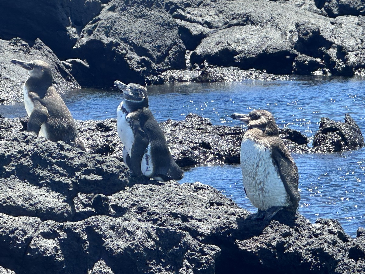 Galapagos Penguin - ML610359750