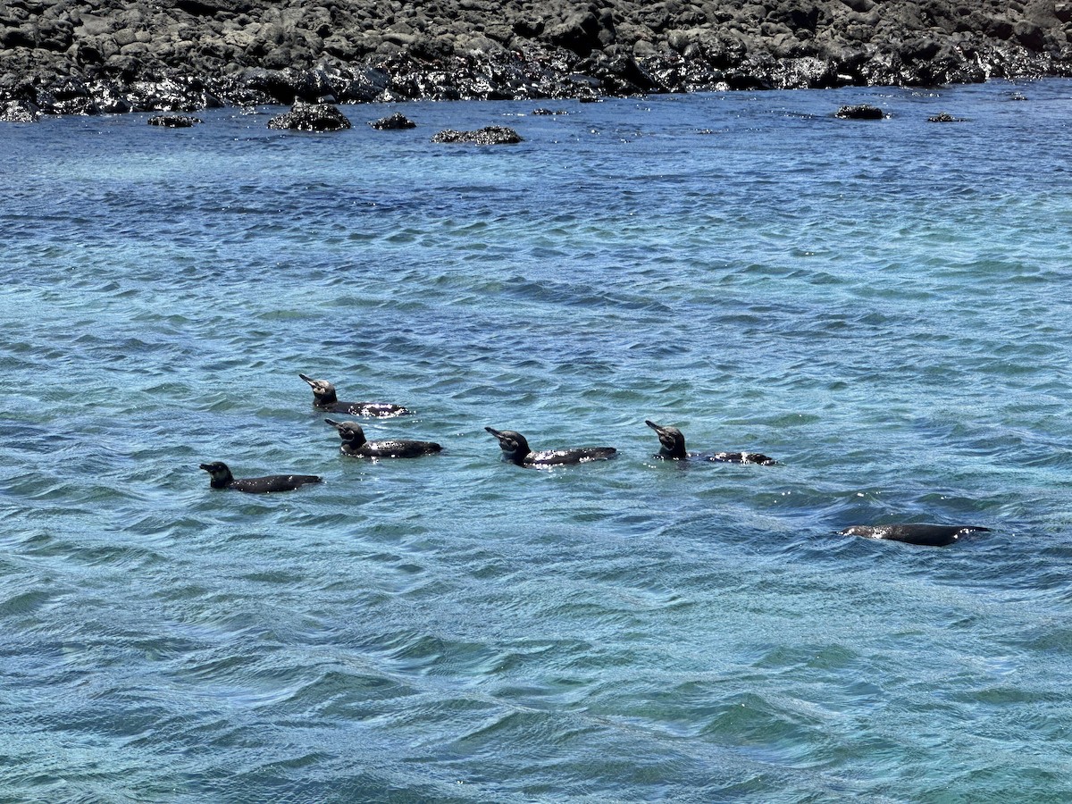 Galapagos Penguin - ML610359751