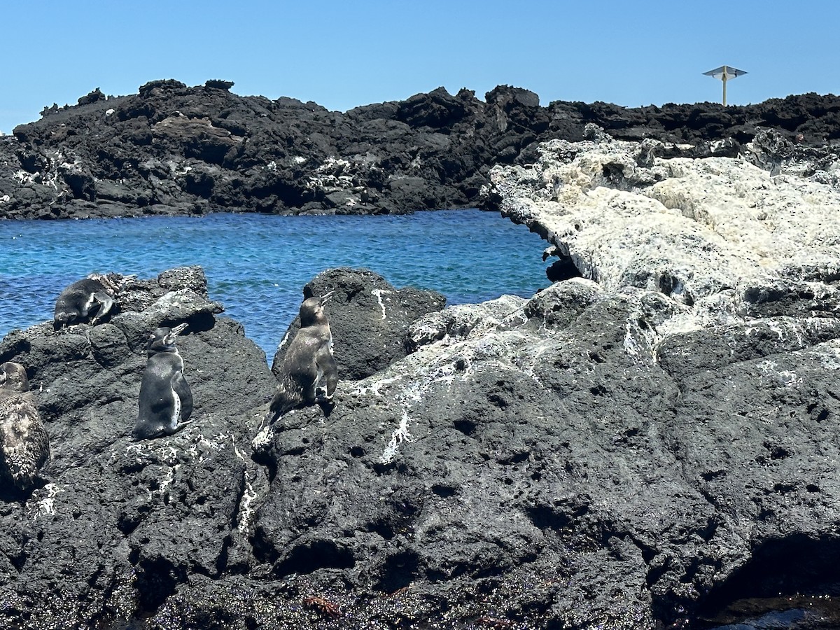 Galapagos Penguin - ML610359752