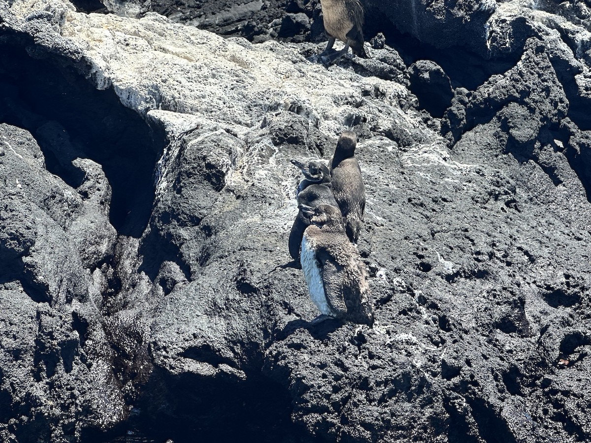 Galapagos Penguin - ML610359753