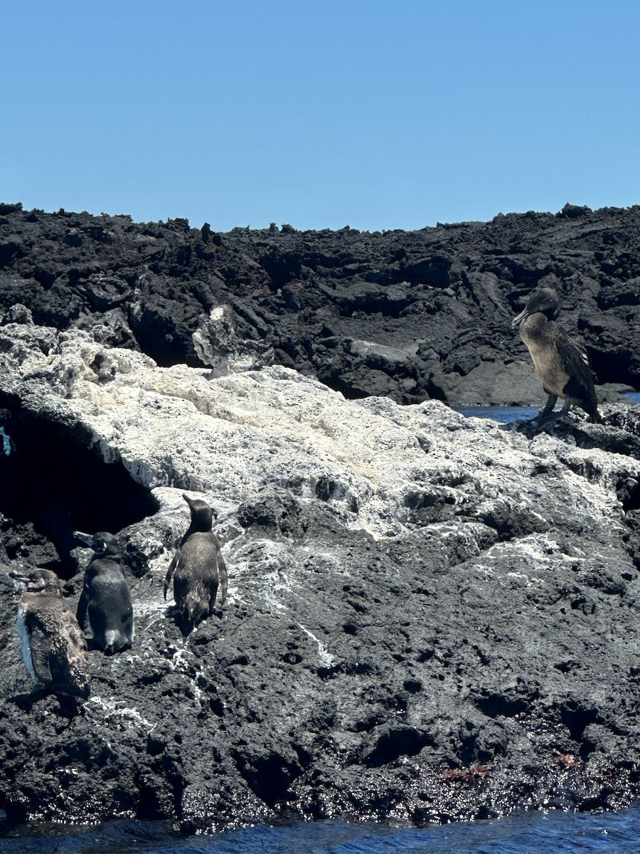 Galapagos Penguin - ML610359754