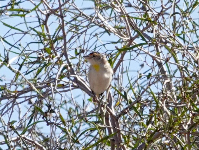 Red-browed Pardalote - Whitney Mortimer