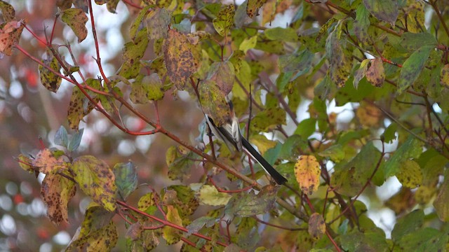 Long-tailed Tit - ML610359840