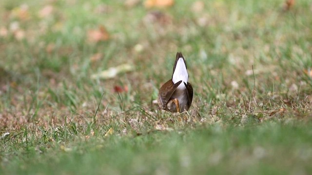 amerikapurpurhøne - ML610359845