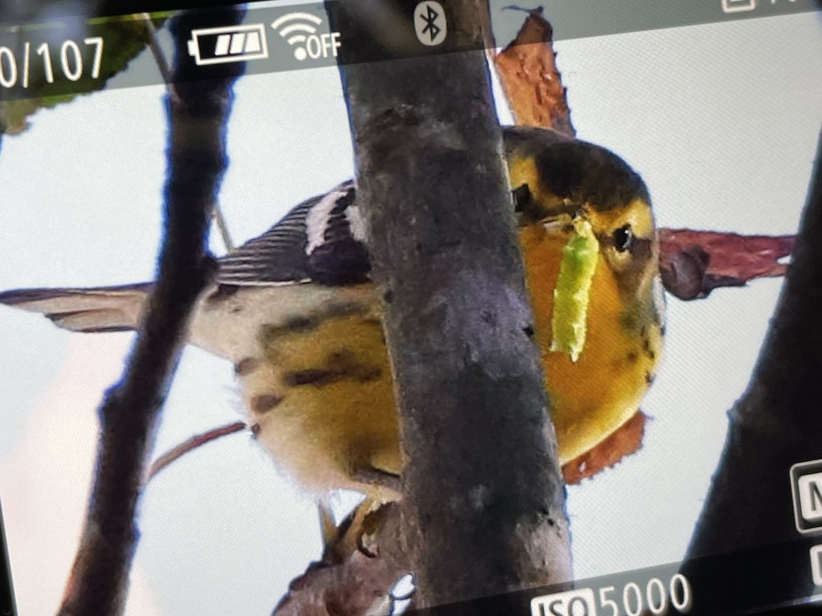 Blackburnian Warbler - ML610359895