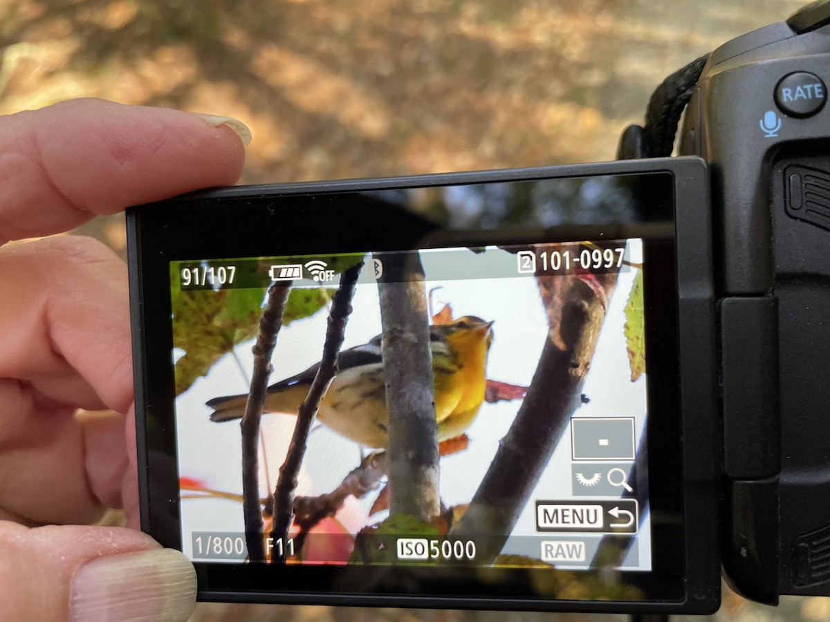 Blackburnian Warbler - ML610359896