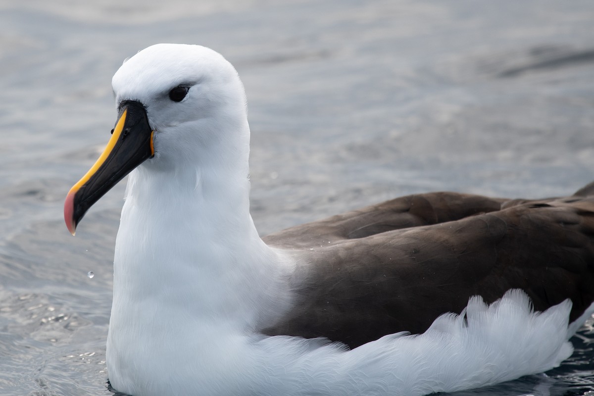 Indian Yellow-nosed Albatross - Daniel Hinckley | samazul.com