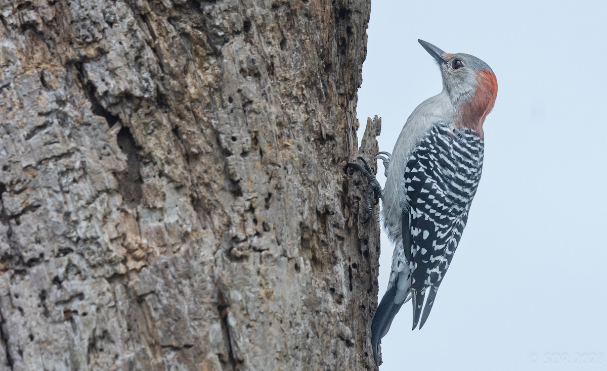 Red-bellied Woodpecker - ML610359950