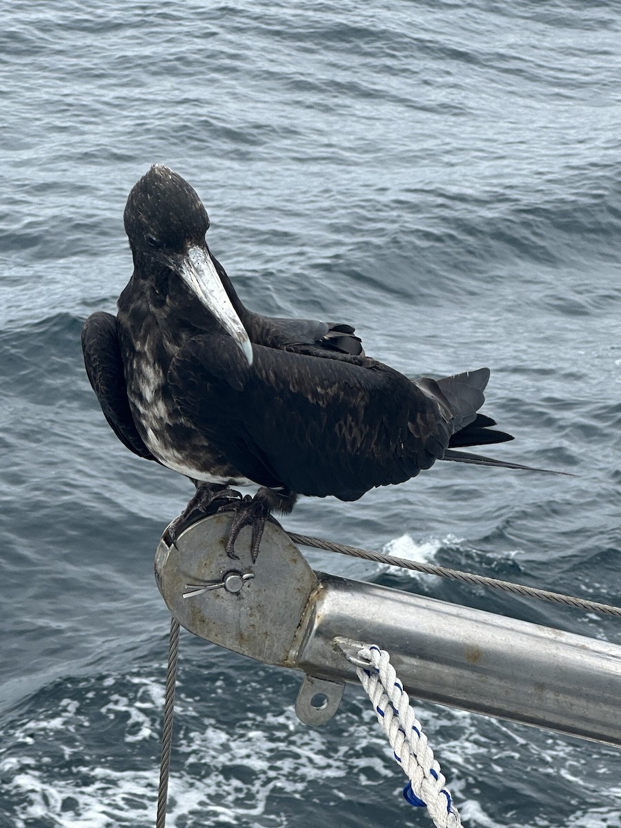 Great Frigatebird - ML610359987