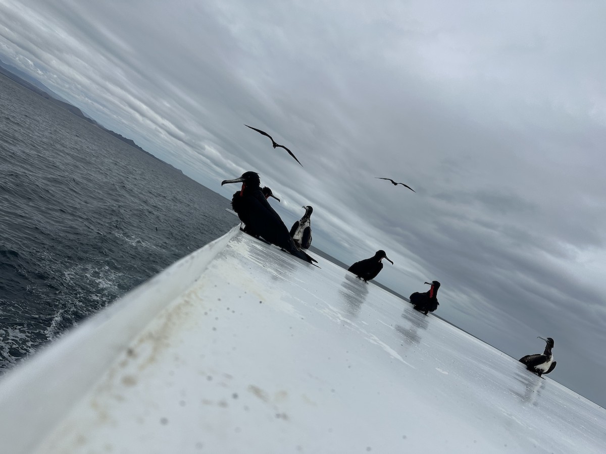 Great Frigatebird - ML610359988
