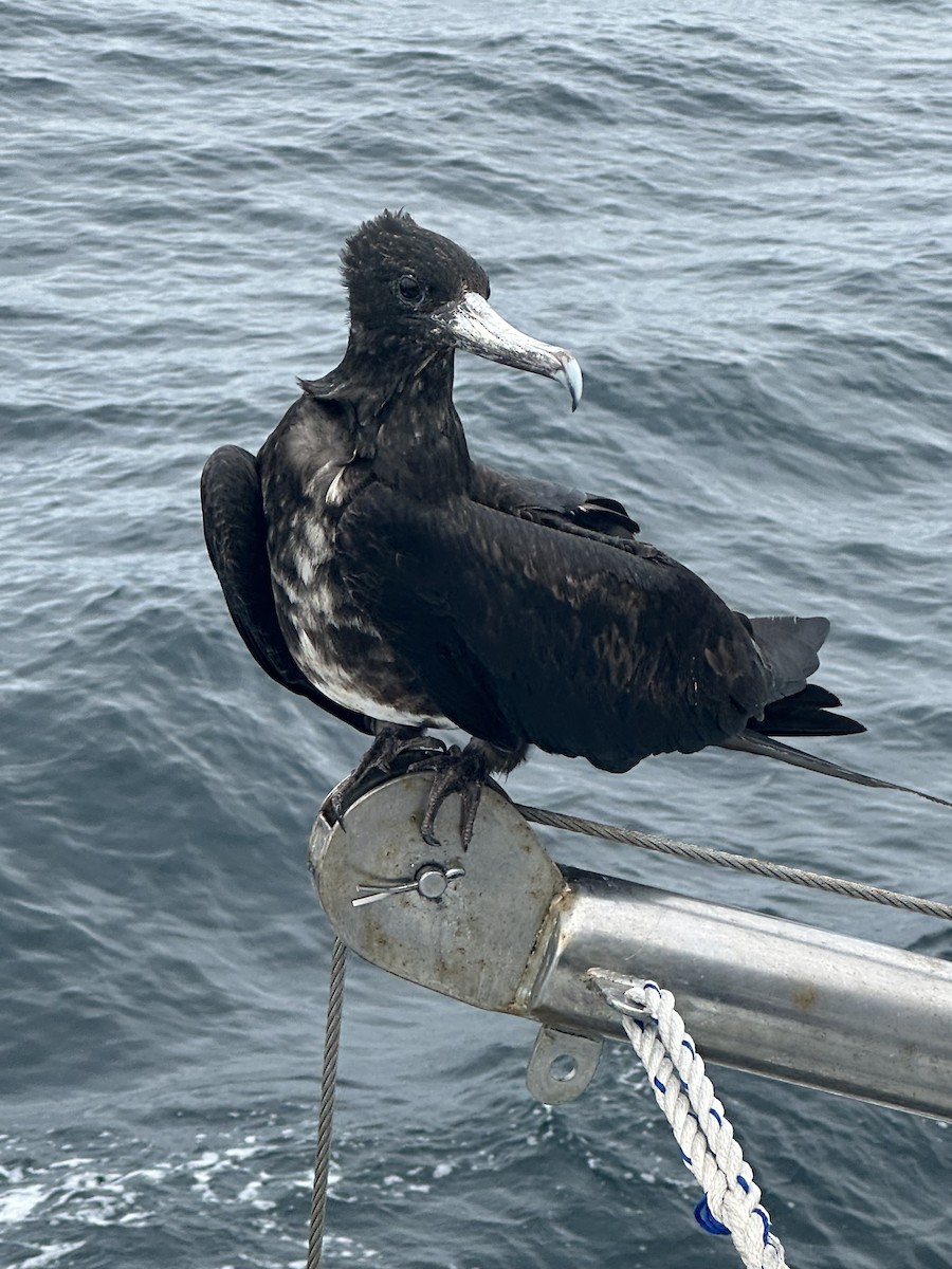 Great Frigatebird - ML610359989