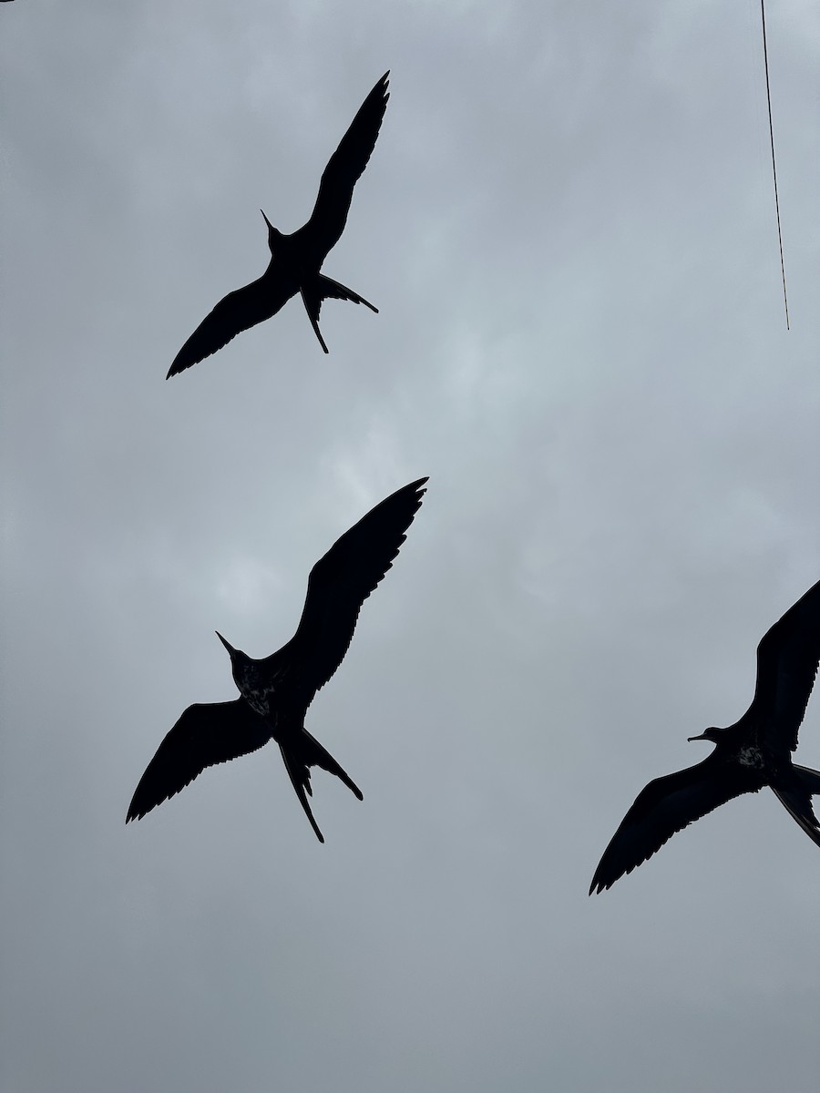 Great Frigatebird - ML610359993