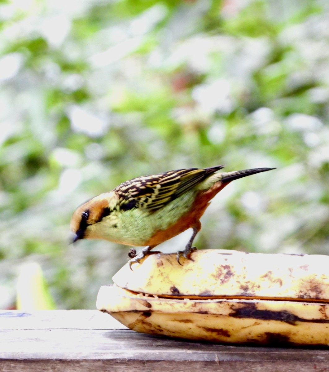 Golden-eared Tanager - ML610360011