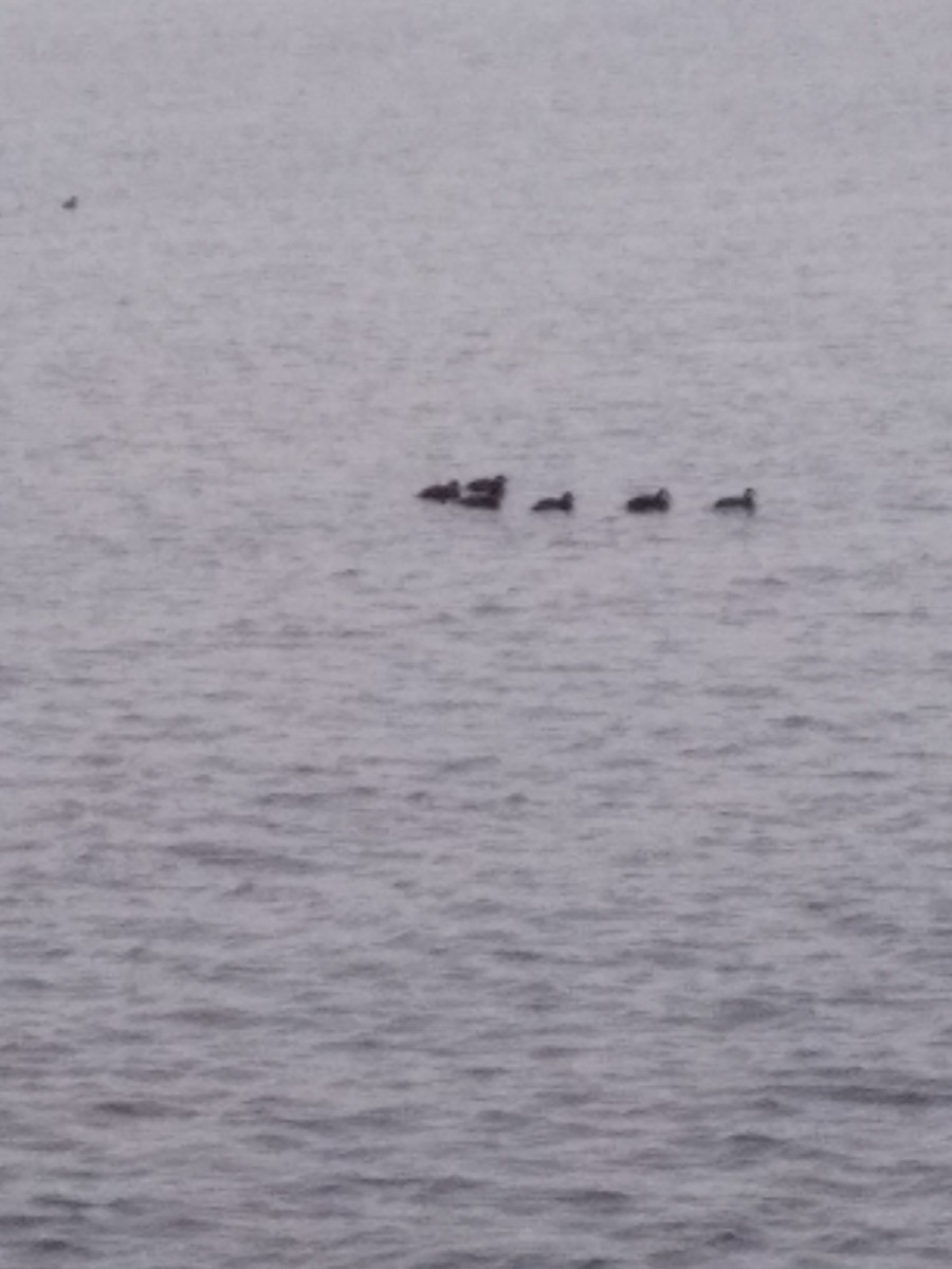 Black Scoter - ML610360040